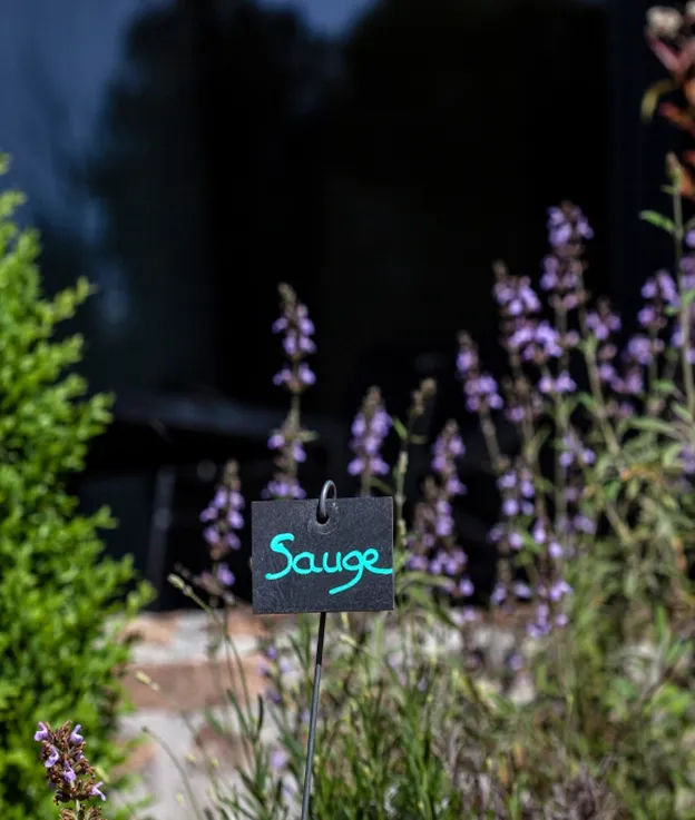Plante de sauge étiquetée dans un jardin devant une demeure bourguignonne